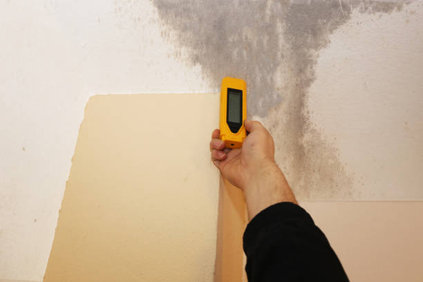 Best Crawl Space Mold Remediation  in Lavonia, GA