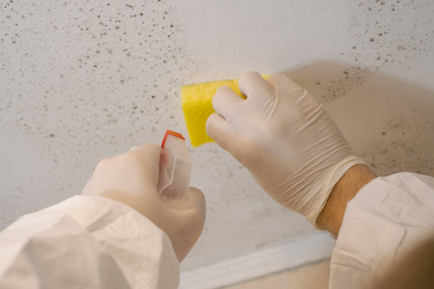 Best Residential Mold Inspection & Testing  in Lavonia, GA