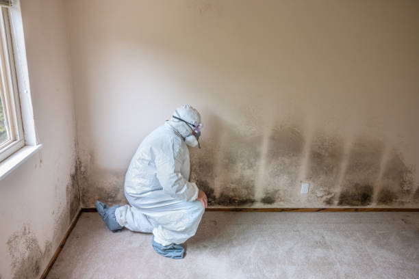 Trusted Lavonia, GA Mold Removal Experts