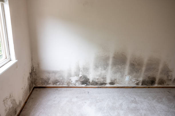 Best Comprehensive Air Testing for Mold Contaminants  in Lavonia, GA