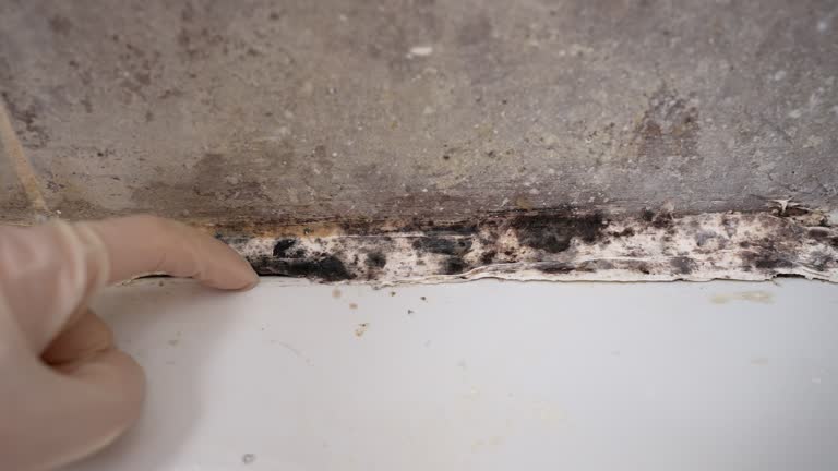 Best Emergency Mold Remediation  in Lavonia, GA
